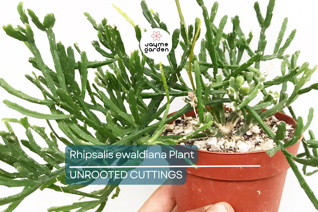 Rhipsalis ewaldiana - Rare Mistletoe Cactus Starter Plant, 3 1/4" Pot, Well-Rooted Cutting, Unique Jungle Cactus from Brazil