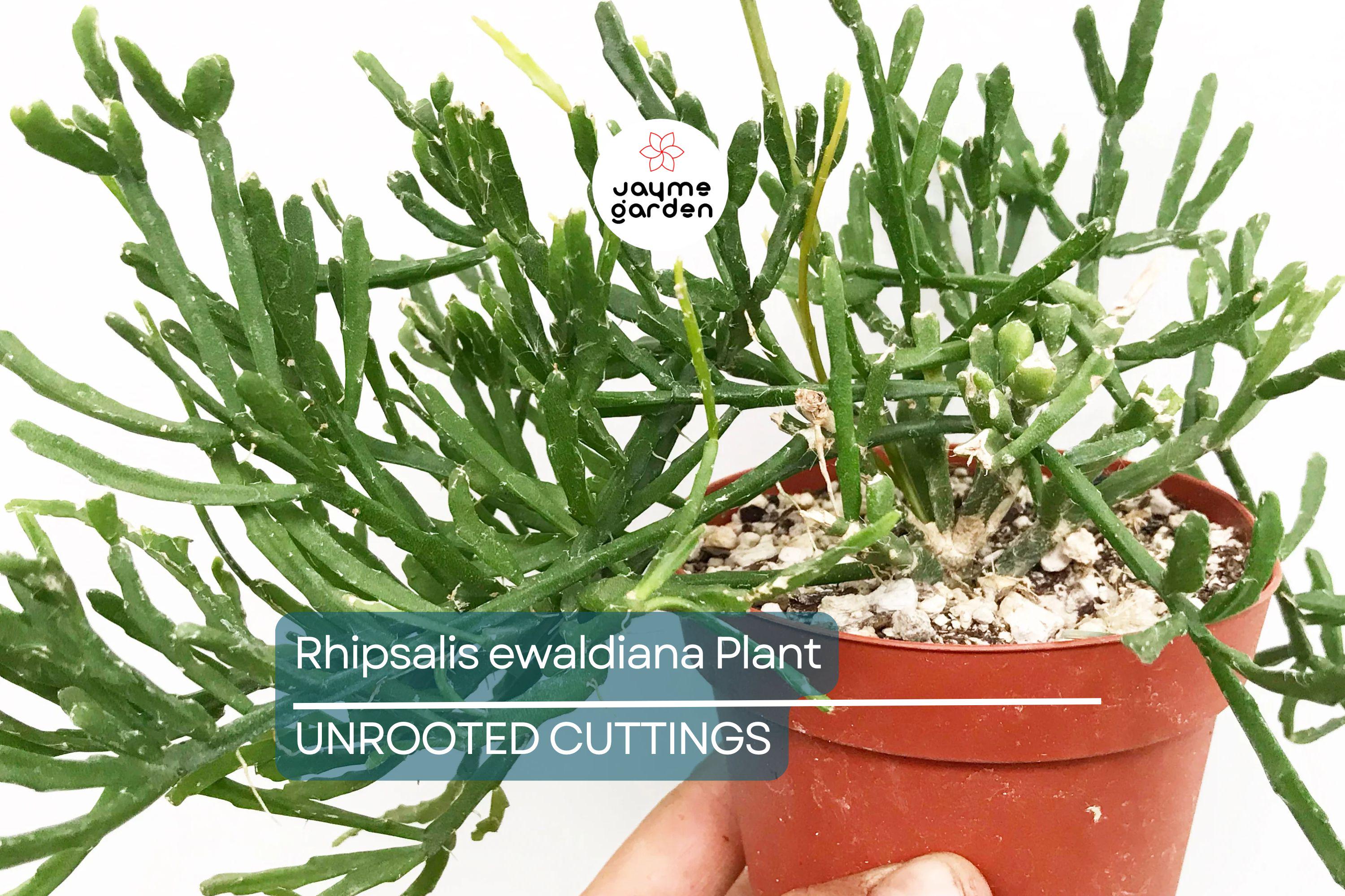 Rhipsalis ewaldiana - Rare Mistletoe Cactus Starter Plant, 3 1/4" Pot, Well-Rooted Cutting, Unique Jungle Cactus from Brazil
