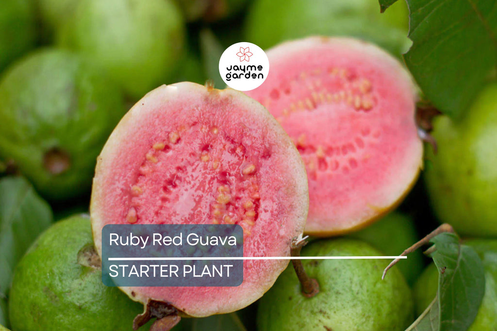 Ruby Red Guava Tree | 8"-10" Tropical Live Plant | Ready to Plant Fruit Tree | Easy to Grow | Subtropical & Tropical Zones