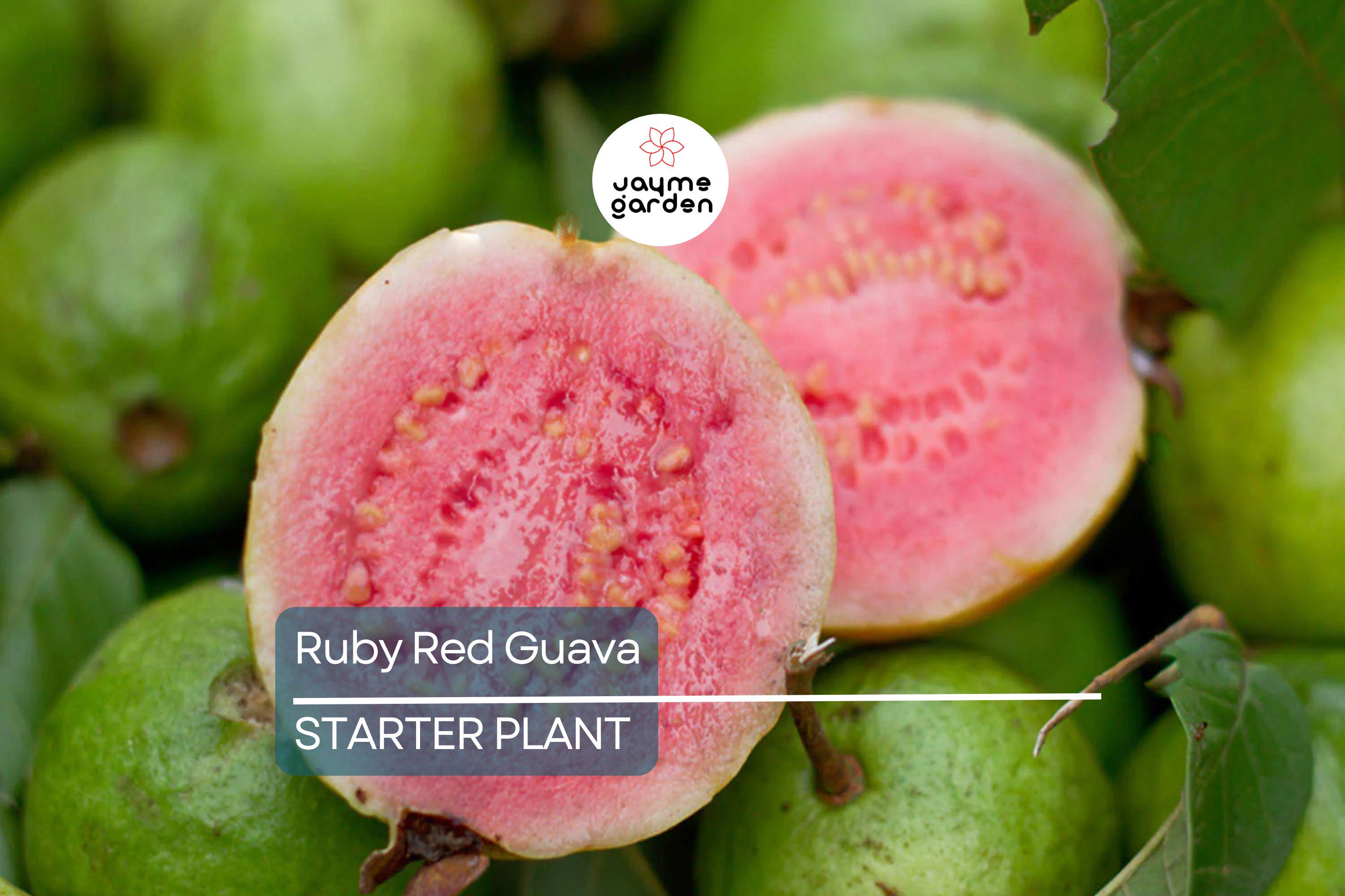 Ruby Red Guava Tree | 8"-10" Tropical Live Plant | Ready to Plant Fruit Tree | Easy to Grow | Subtropical & Tropical Zones