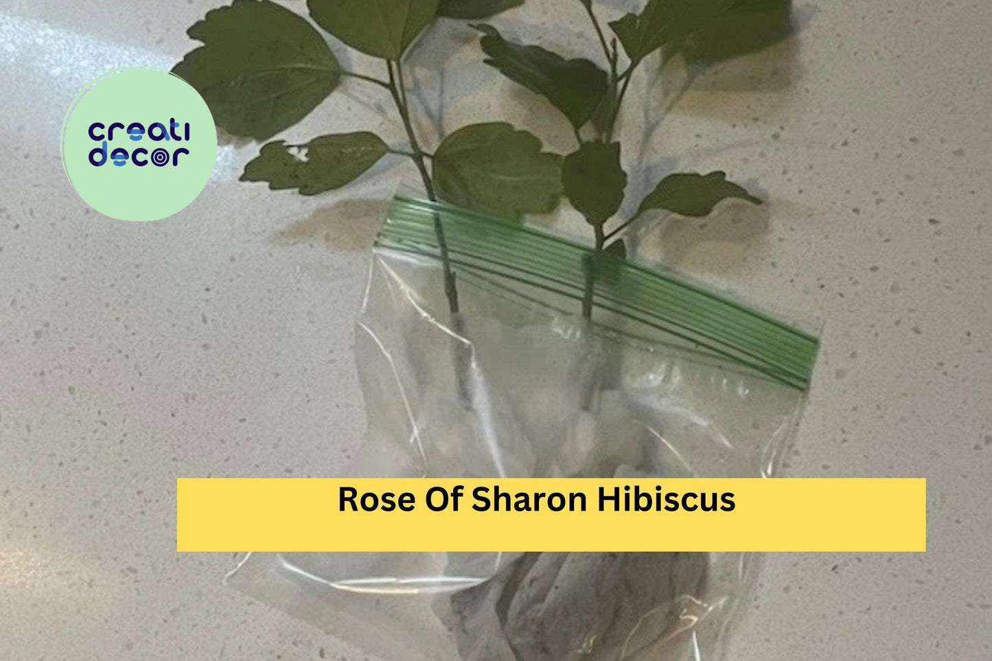 5 Rose of Sharon Hibiscus Plants – Hardy Bare Root Starter Shrubs with Summer Blooms, Easy to Grow Flowering Hedge or Border Plants