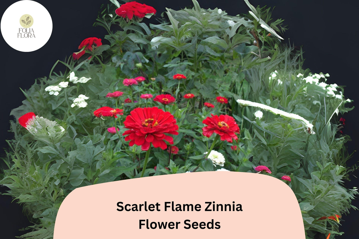 100+ Scarlet Flame Zinnia Seeds – Bright Red Blooms for Garden Planting, Borders & Cut Flowers