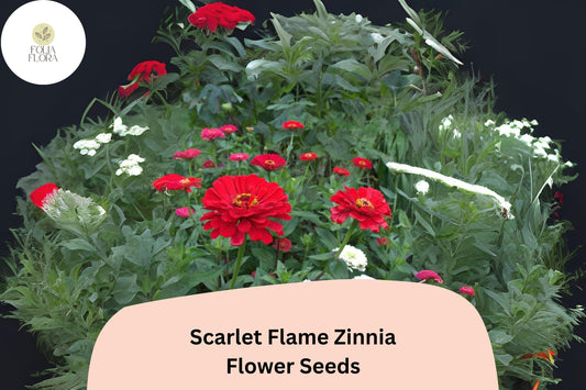 100+ Scarlet Flame Zinnia Seeds – Bright Red Blooms for Garden Planting, Borders & Cut Flowers