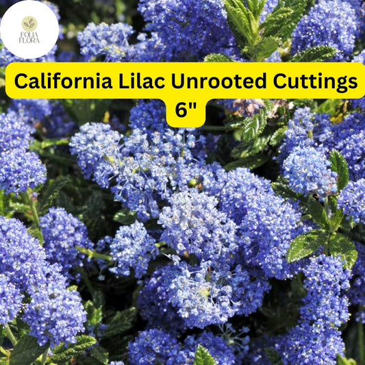 Ceanothus ‘California Lilac’ | 3 Unrooted 6" Live Cuttings | Fast-Growing Flowering Shrub | Blue Blooms