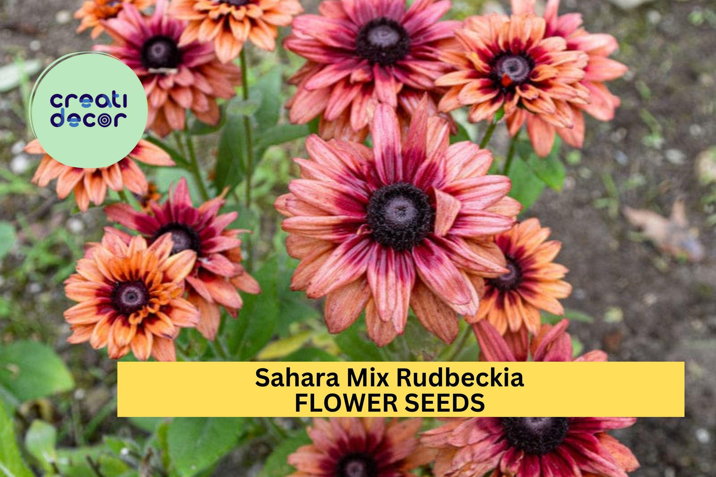 200+ Sahara Mix Rudbeckia Seeds – Warm Rustic Blooms for Garden Planting, Drought-Tolerant Flowers for Beds & Pollinators – USA