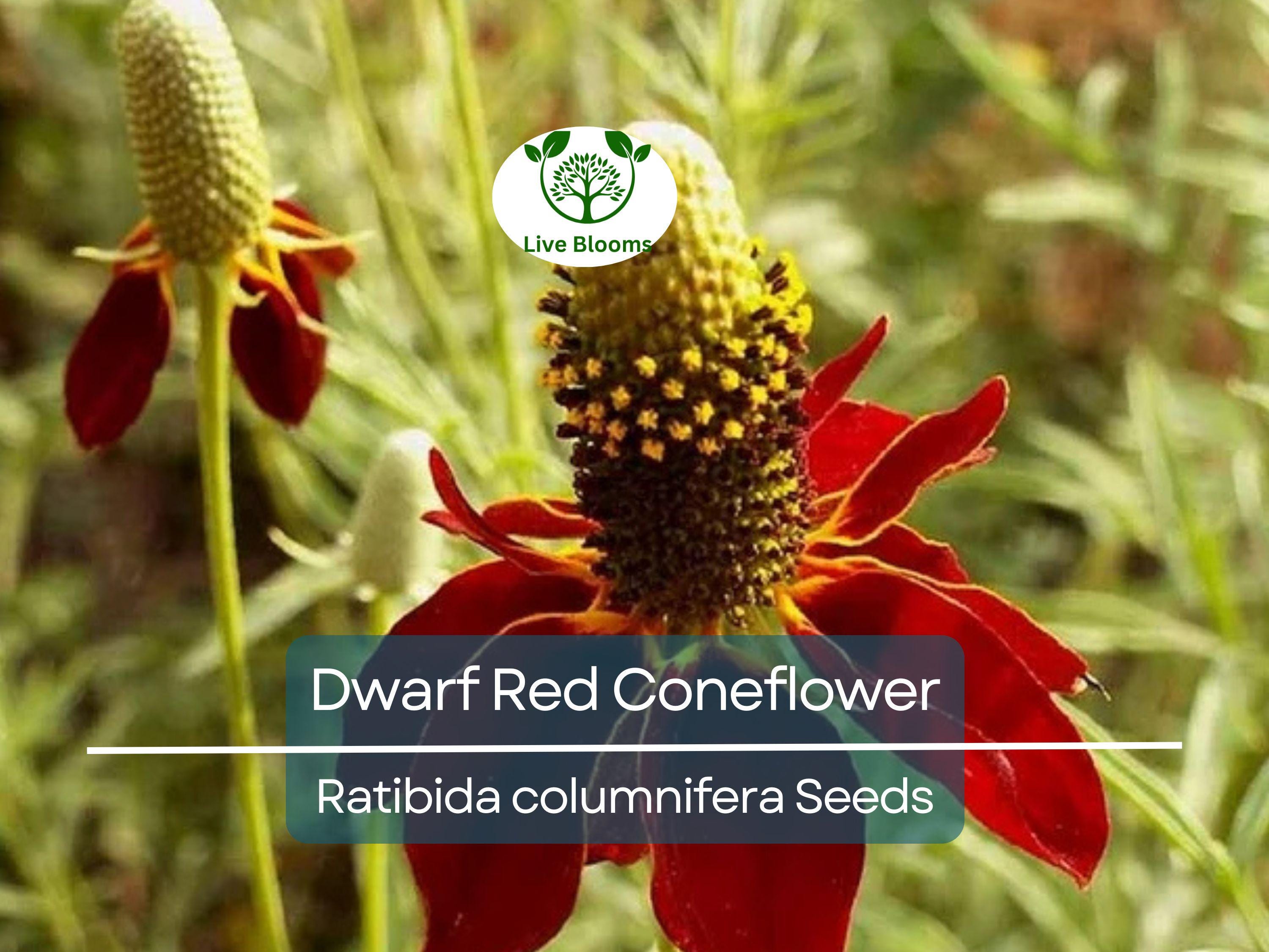500 Seeds Dwarf Red Coneflower Perennial, Non-GMO, Pollinator-Friendly, Meadow Wildflower, Ratibida columnifera