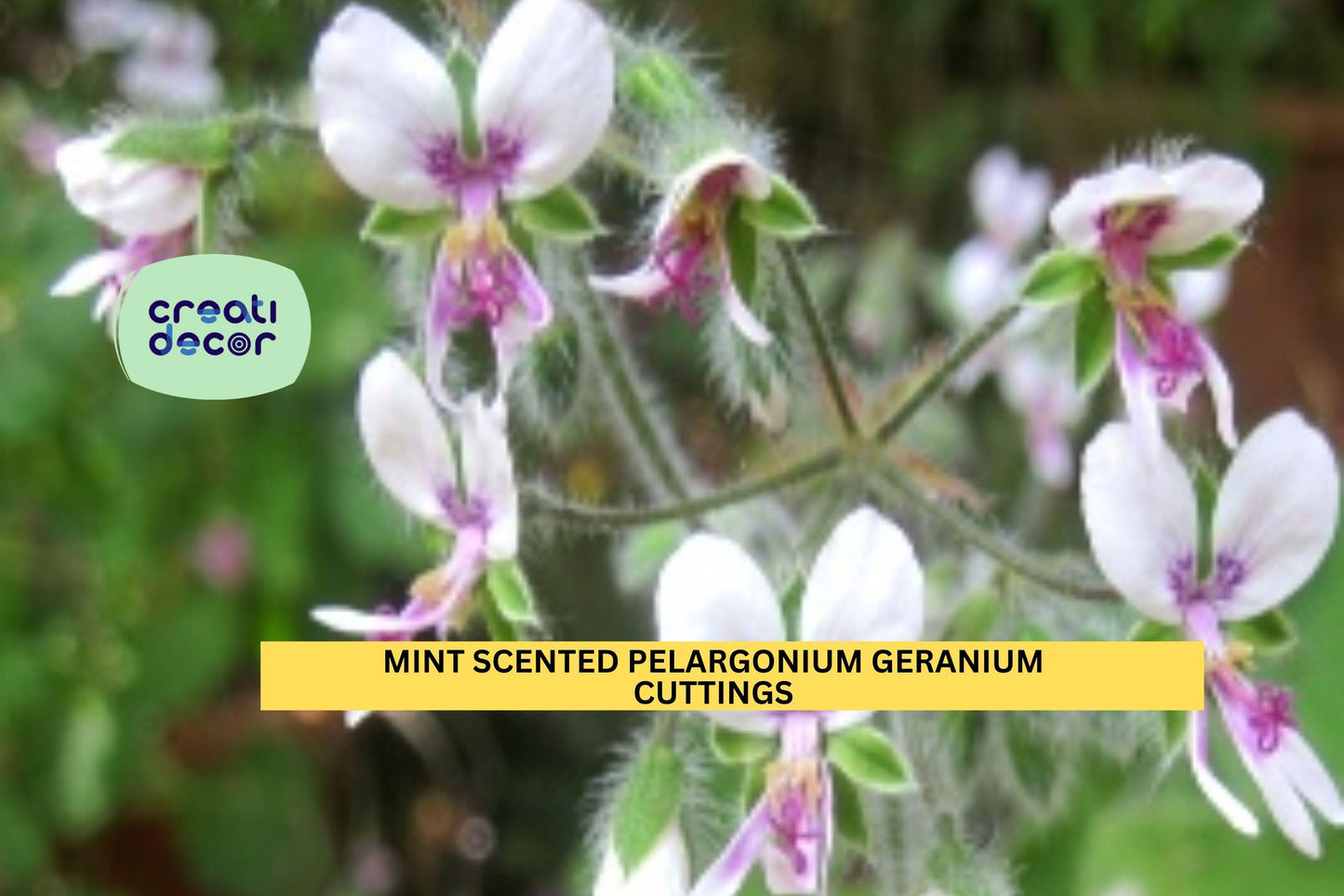 3 Mint-Scented Fuzzy Geranium Cuttings – 6" Pelargonium Stems | Rare Scented Variety for Pots, Garden Borders, or Herb-Themed Beds