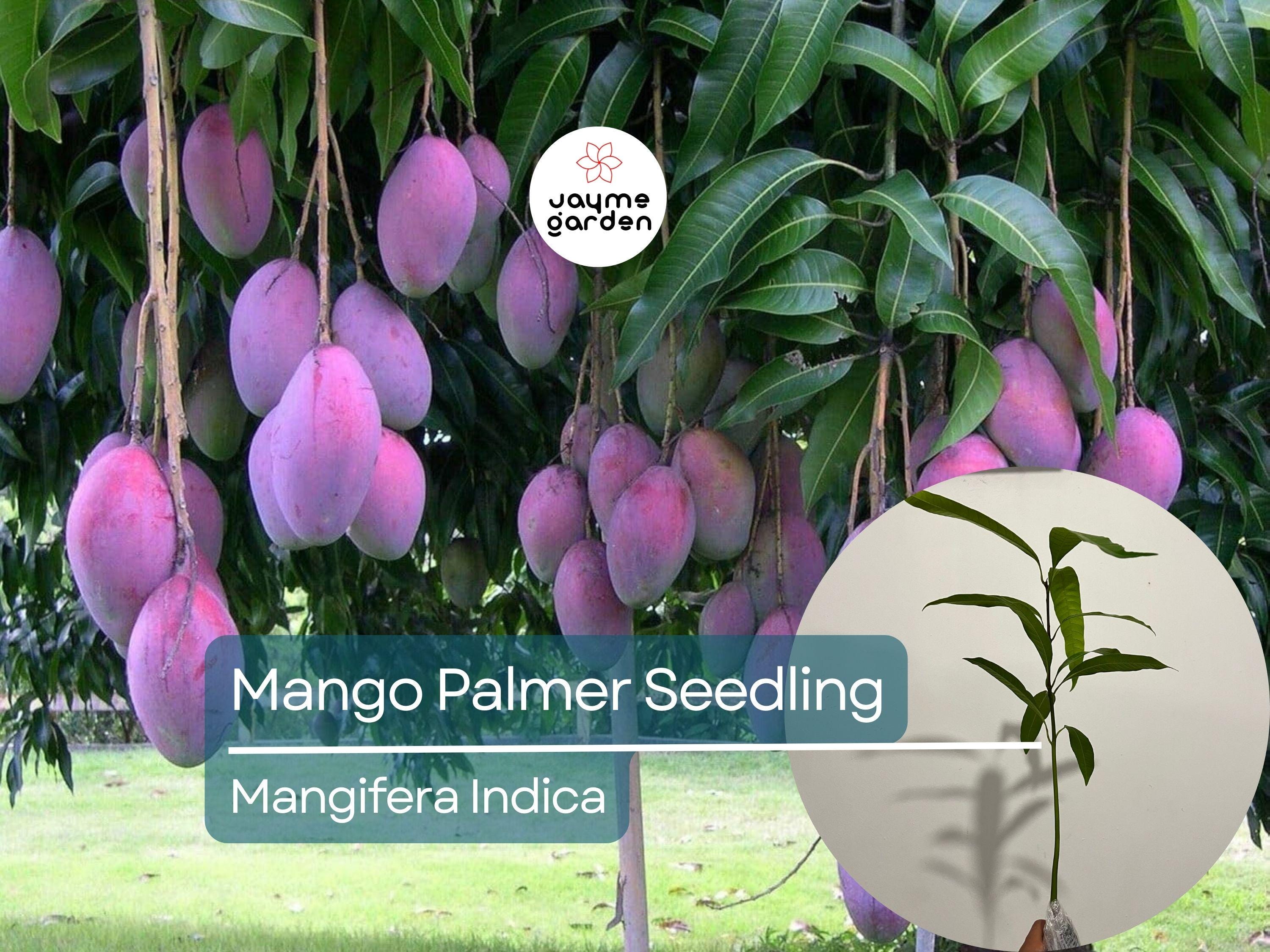 Palmer Mango Seedling - Mangifera Indica, 1-2 ft Tall - Tropical Sweet Fruit Live Starter Plant, Grown from Seed, Ideal for Warm Climates
