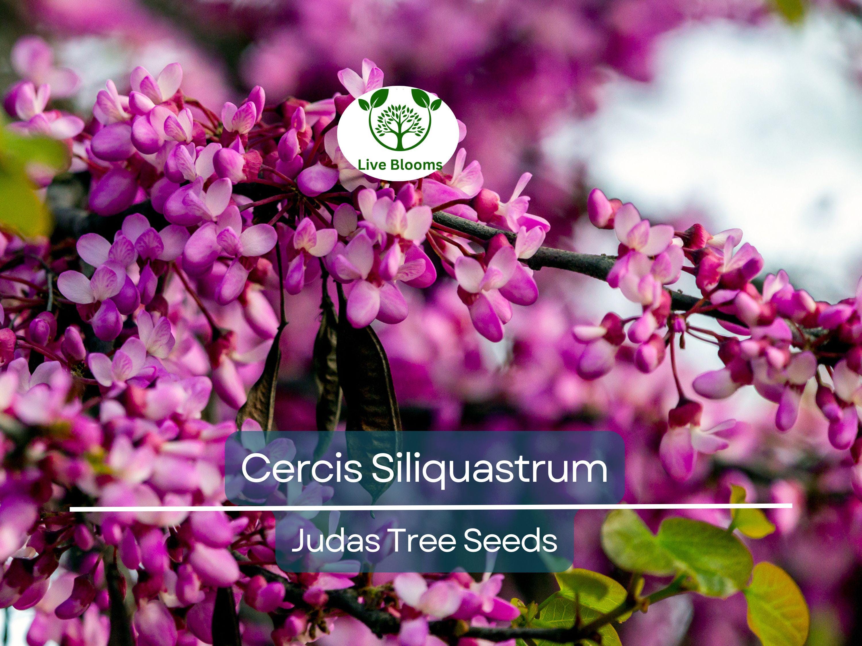 10 Seeds Cercis Siliquastrum (Judas Tree) for Planting - Beautiful Flowering Tree, Ideal for Landscaping, Gardens & Bonsai - Tree Seeds