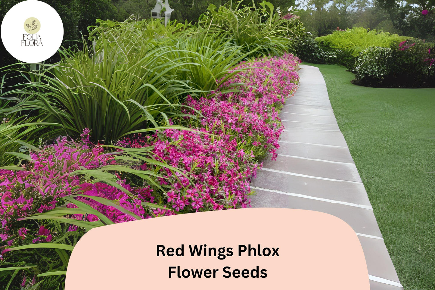 100+ Red Wings Creeping Phlox Seeds – Groundcover Flowers, Phlox subulata