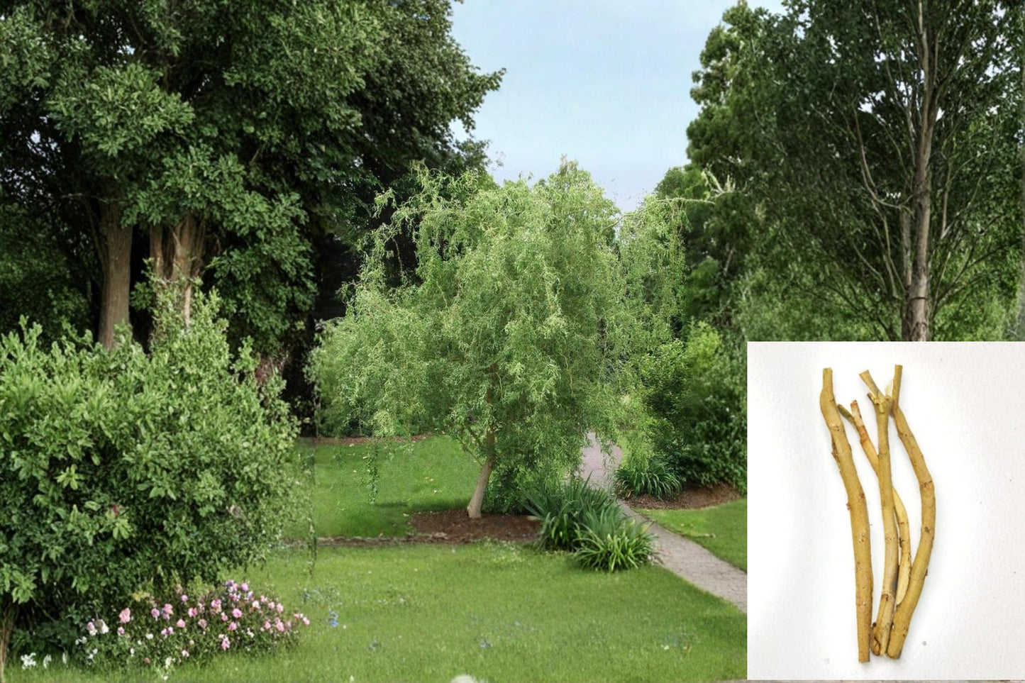 Corkscrew Willow 25 Cuttings 8-12" (Salix matsudana ‘Tortuosa’)