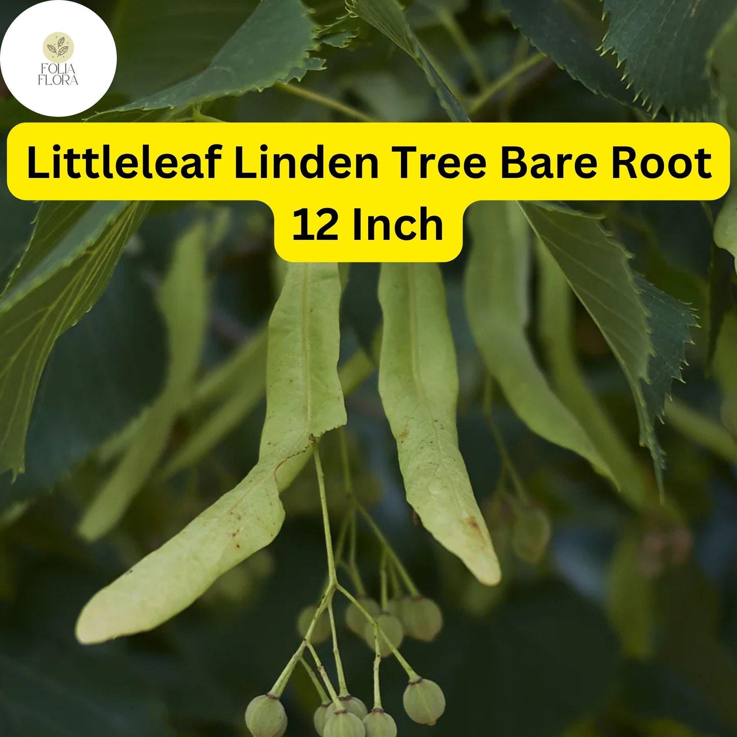 1 Tilia cordata Littleleaf Linden Tree - Live Bare Root Plant 12 Inch for Zones 3-7 - Hardy Shade & Ornamental Tree