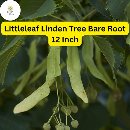 1 Tilia cordata Littleleaf Linden Tree - Live Bare Root Plant 12 Inch for Zones 3-7 - Hardy Shade & Ornamental Tree