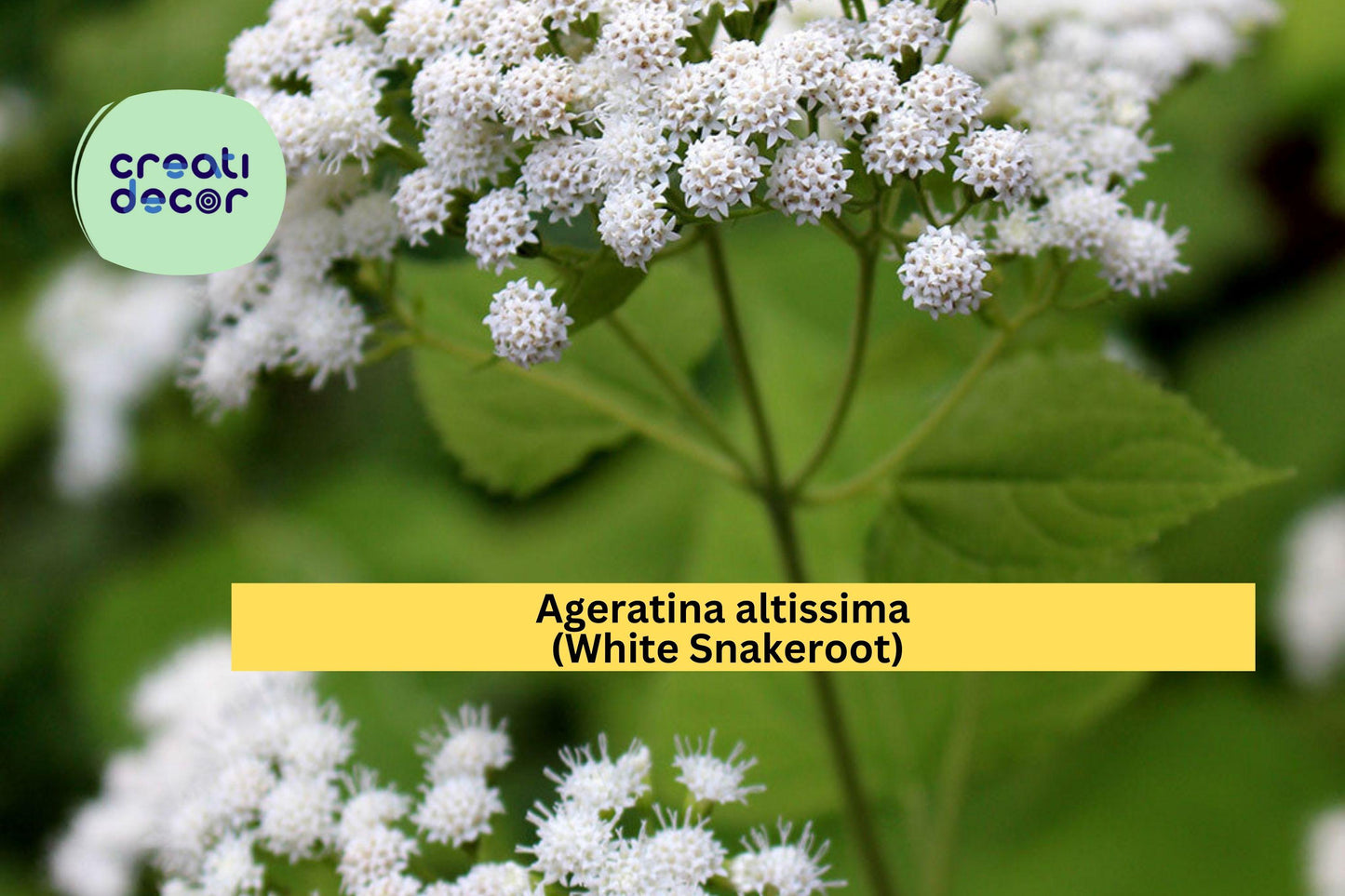 Ageratina Altissima Seeds (500) | White Snakeroot | Native Shade Wildflower | Pollinator-Friendly Perennial for Natural Gardens
