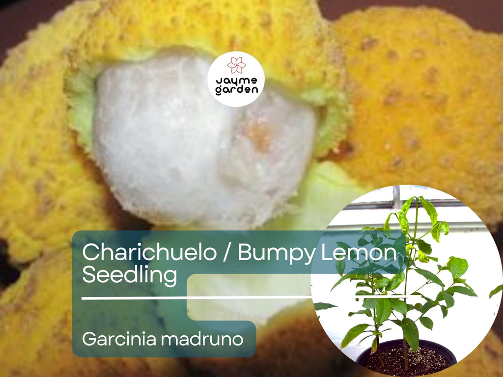 Bumpy Lemon Starter Plant Seedling - Charichuelo (Garcinia madruno) Live Tropical Fruit Tree 12″-24″ - Tangy Citrus-Like Fruit for Garden