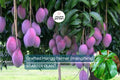 Grafted Palmer Mango Tree (Mangifera) Starter 3’-4’ - Large Juicy Fruit, Tropical Garden Beauty