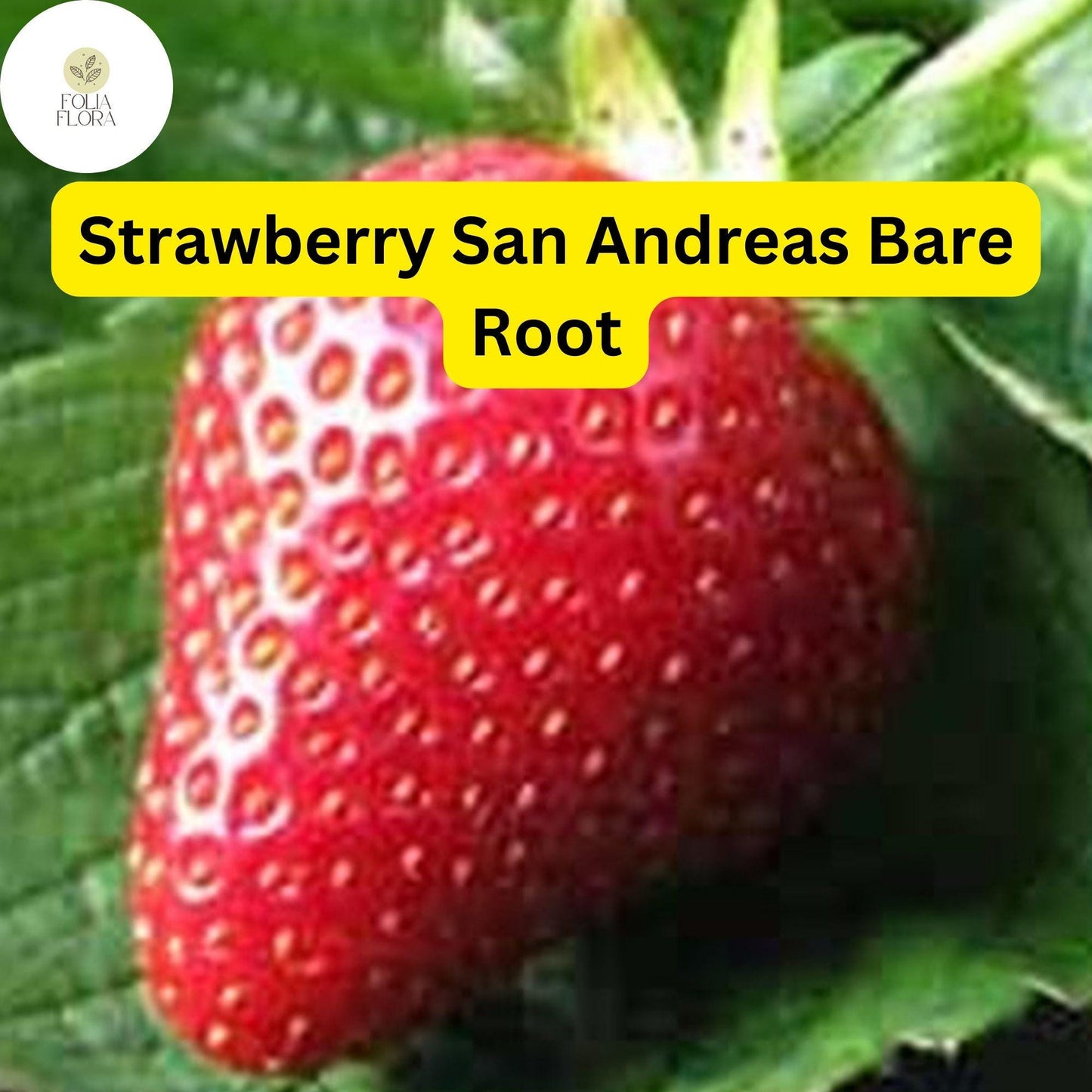 10 Bare Root Everbearing Strawberry Plants "San Andreas" for Zones 4-9