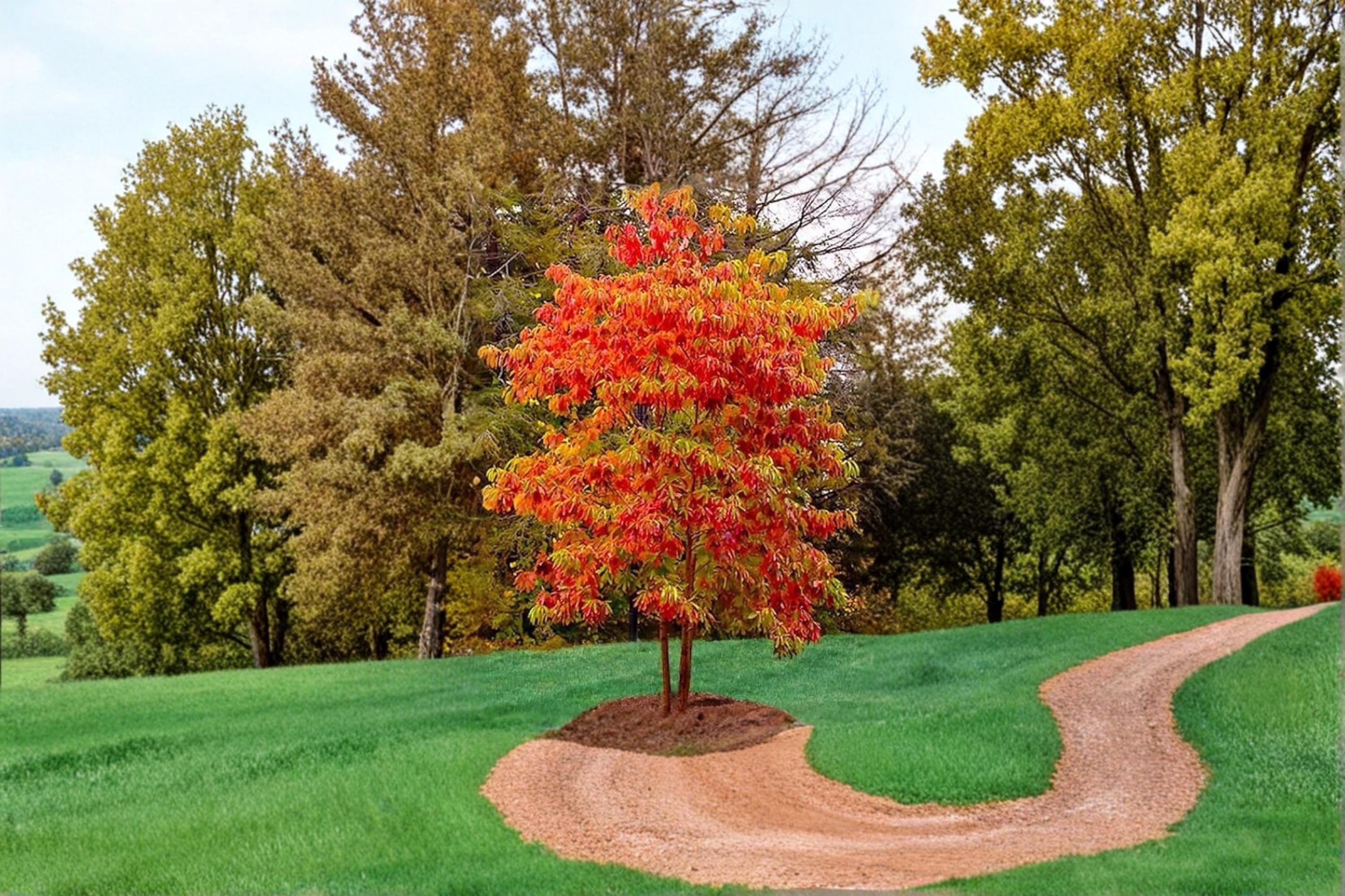 Sourwood 2 Live Trees 1–2 ft Tall (Oxydendrum arboreum) Native Flowering Tree
