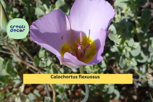 Calochortus flexuosus Seeds (30) – Desert Mariposa Lily, Native Wildflower, Rare Perennial Bulb, Drought-Tolerant, Pink Blooms