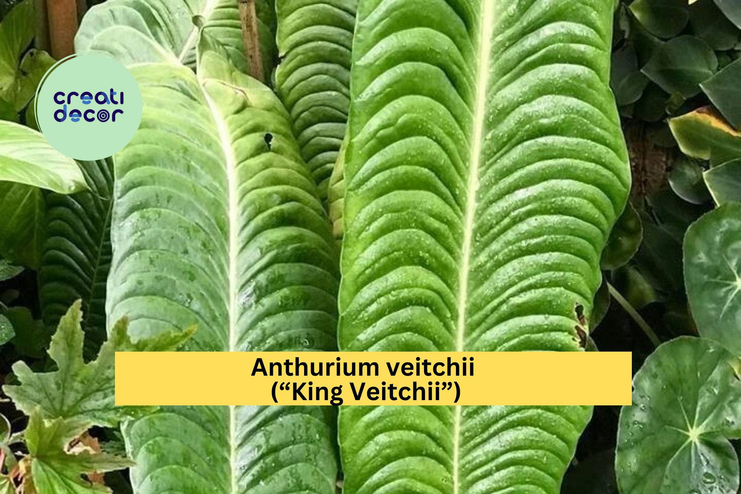 Anthurium veitchii “King Veitchii” – Live Well-Rooted Starter Plant – Rare Tropical Aroid with Large Textured Leaves