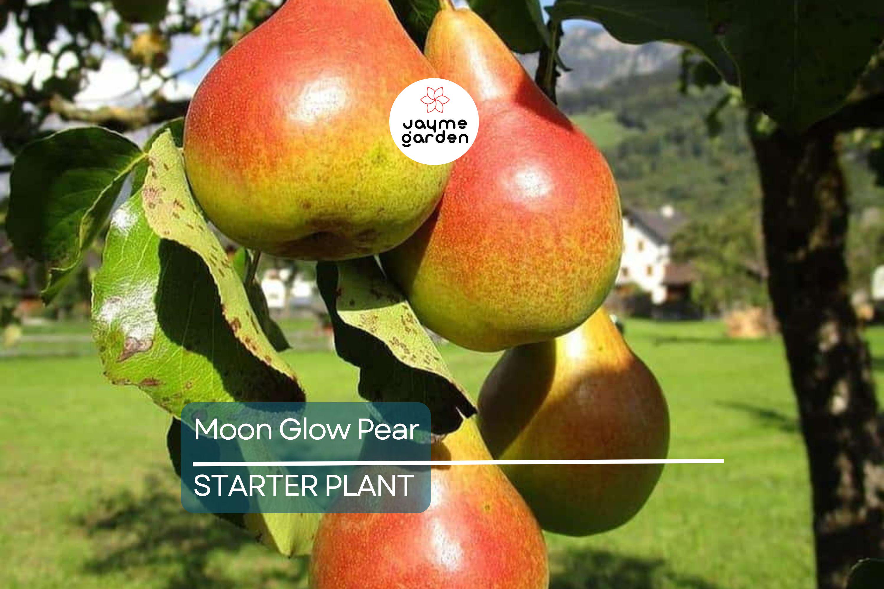 Moon Glow Pear Tree 2ft Tall | Live Fruit Tree, Ready to Plant | Bare Root
