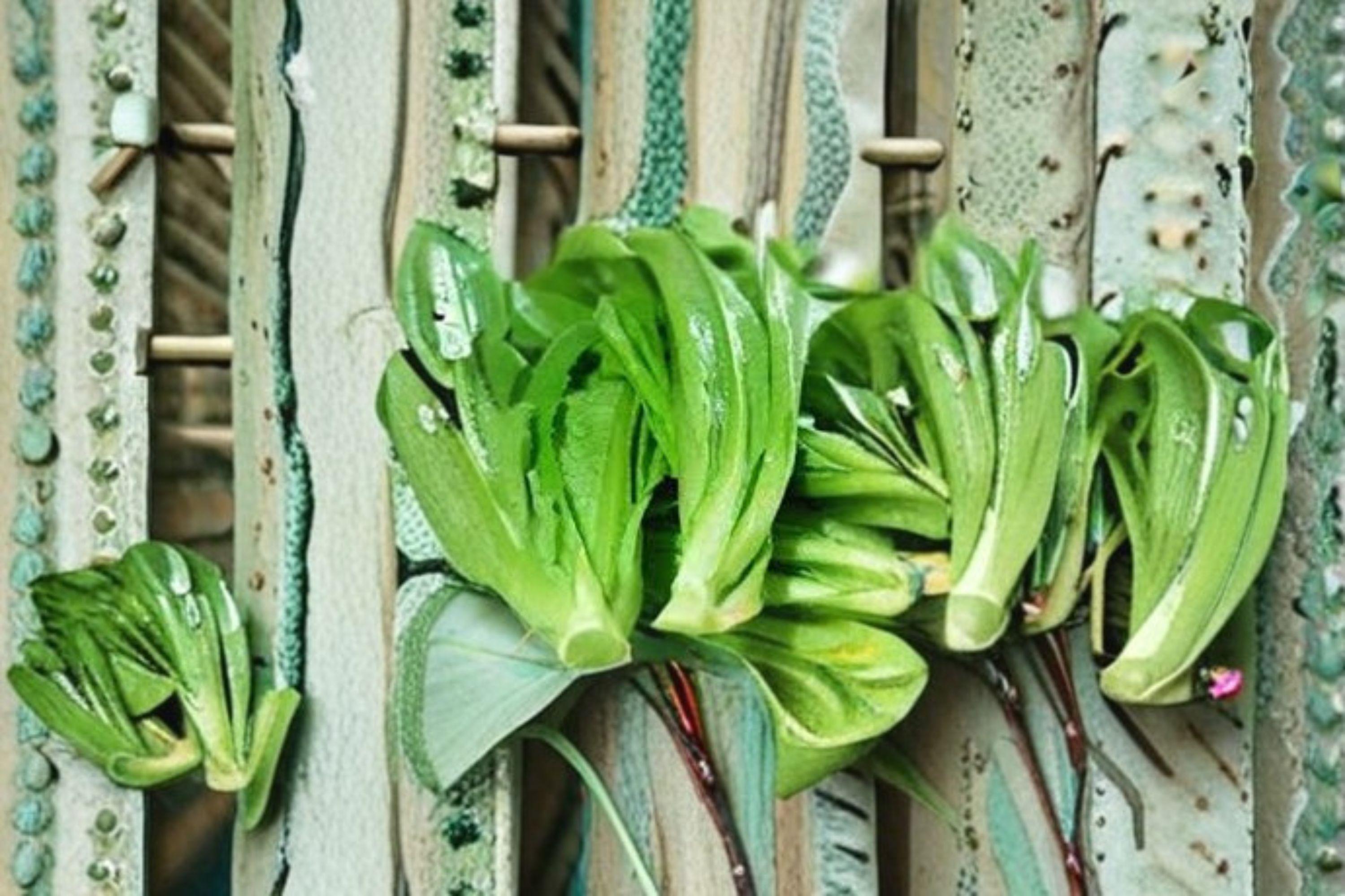 Asparagus Lettuce Seeds – New Yu Mai, Asian Stem Vegetable (200 Seeds)