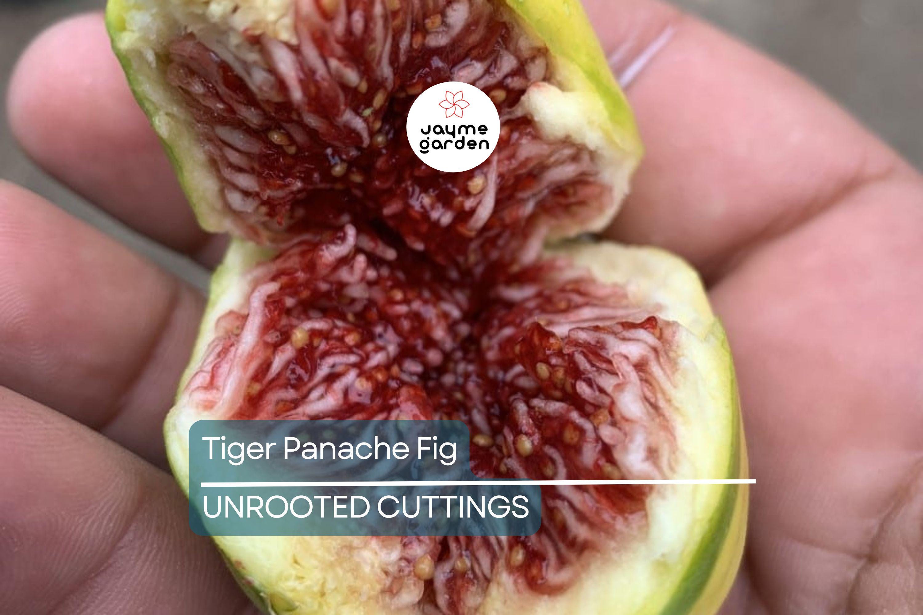 2 Tiger Panache Fig Cuttings – Variegated 6"+ Fresh Scions with 3+ Nodes for Rooting