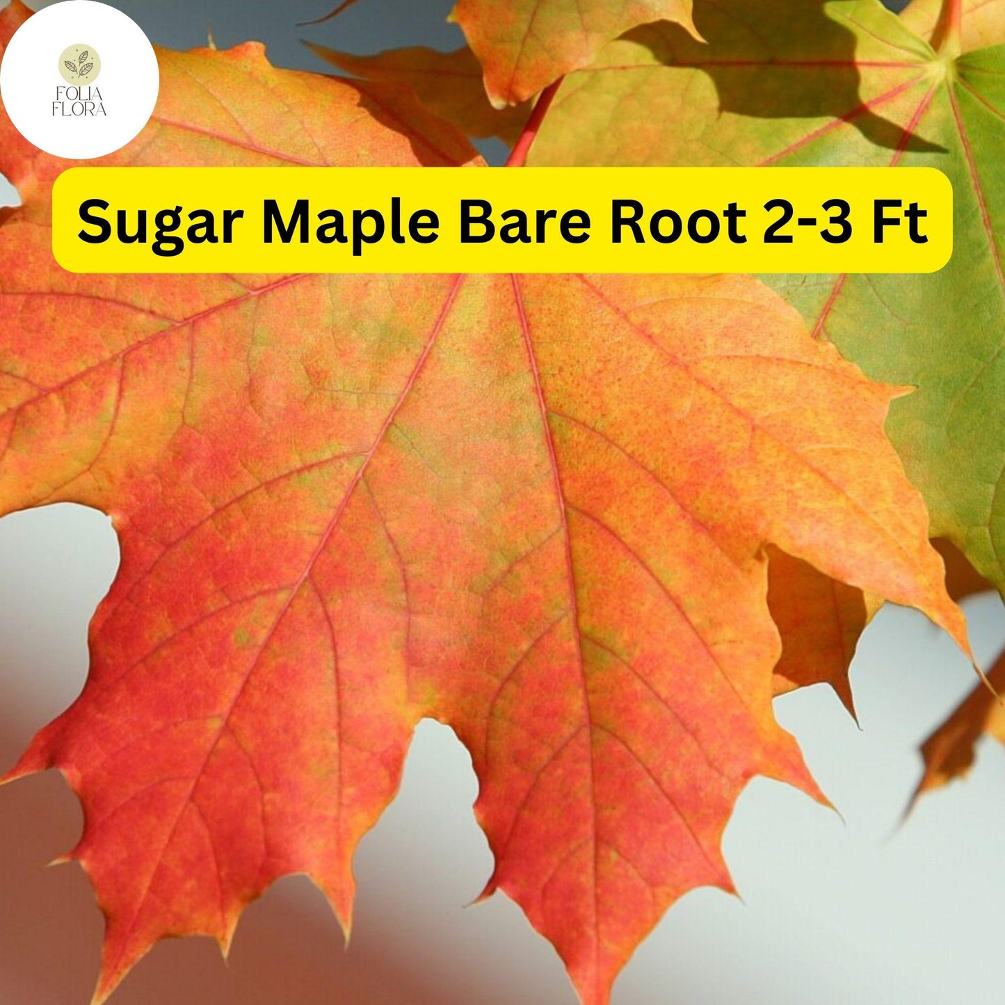 1 Sugar Maple Tree, 2-3 Ft Tall, Live Bare Root Plant, Acer saccharum, Fast Growing Shade Tree