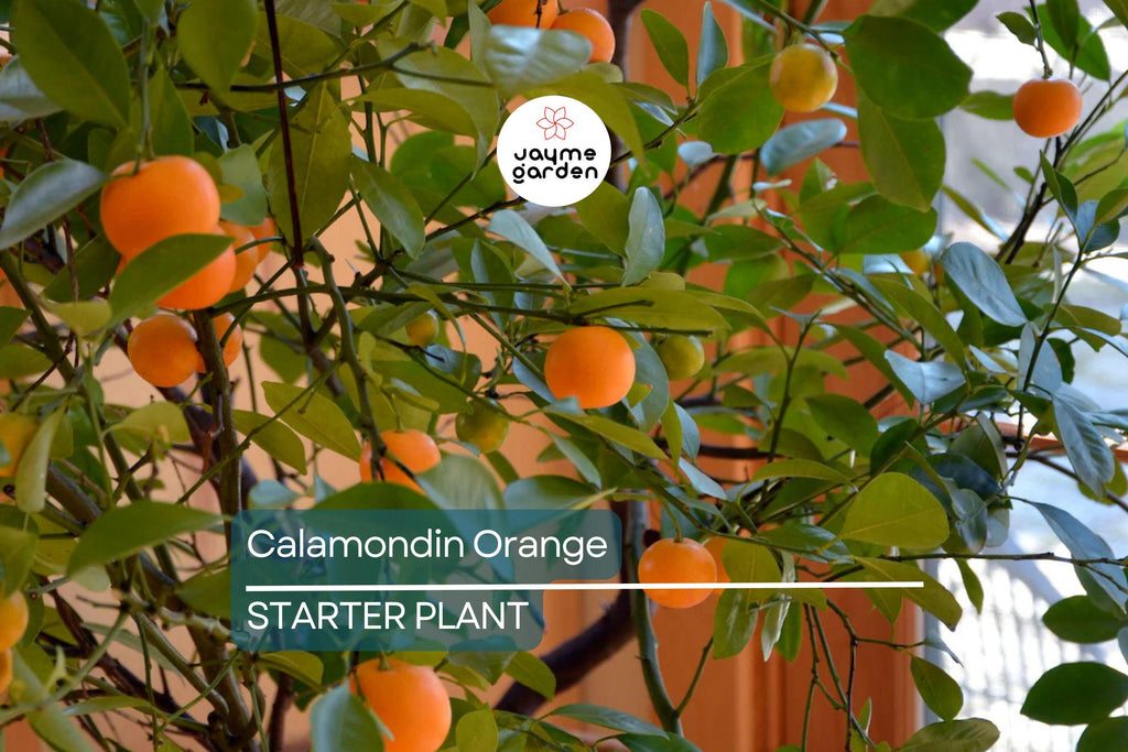 Calamondin Orange Tree Seedling | Self-Pollinating | 4-6" Tall | Potted | Zones 8-11