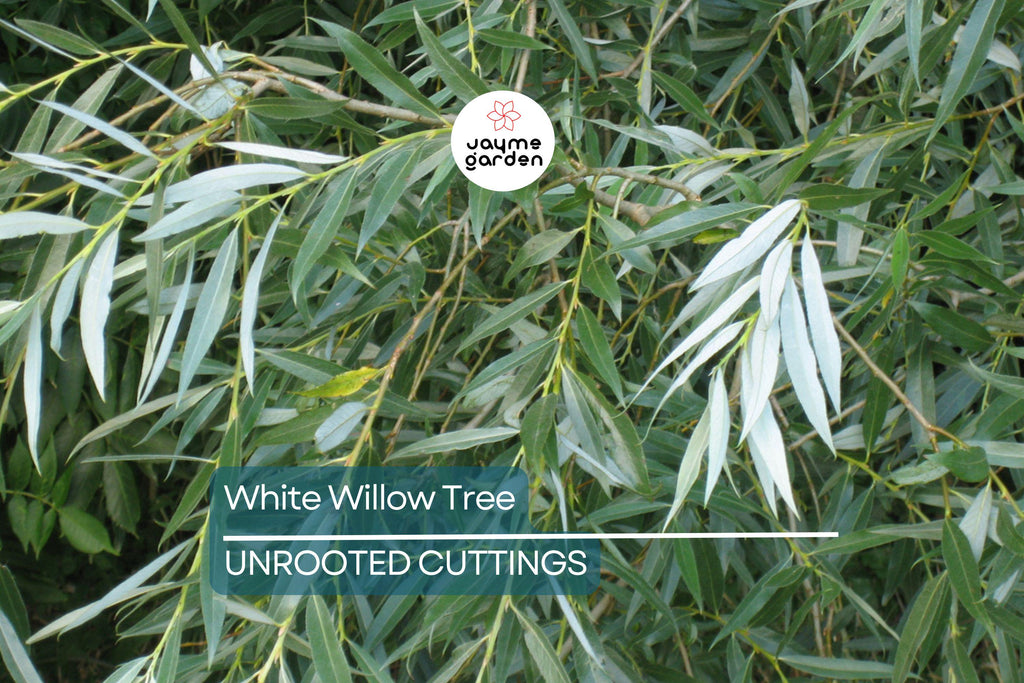 White Willow Tree Cutting | Silver Leaves Shimmer in Sunlight | Fast-Growing, Hardy Zones 3-10