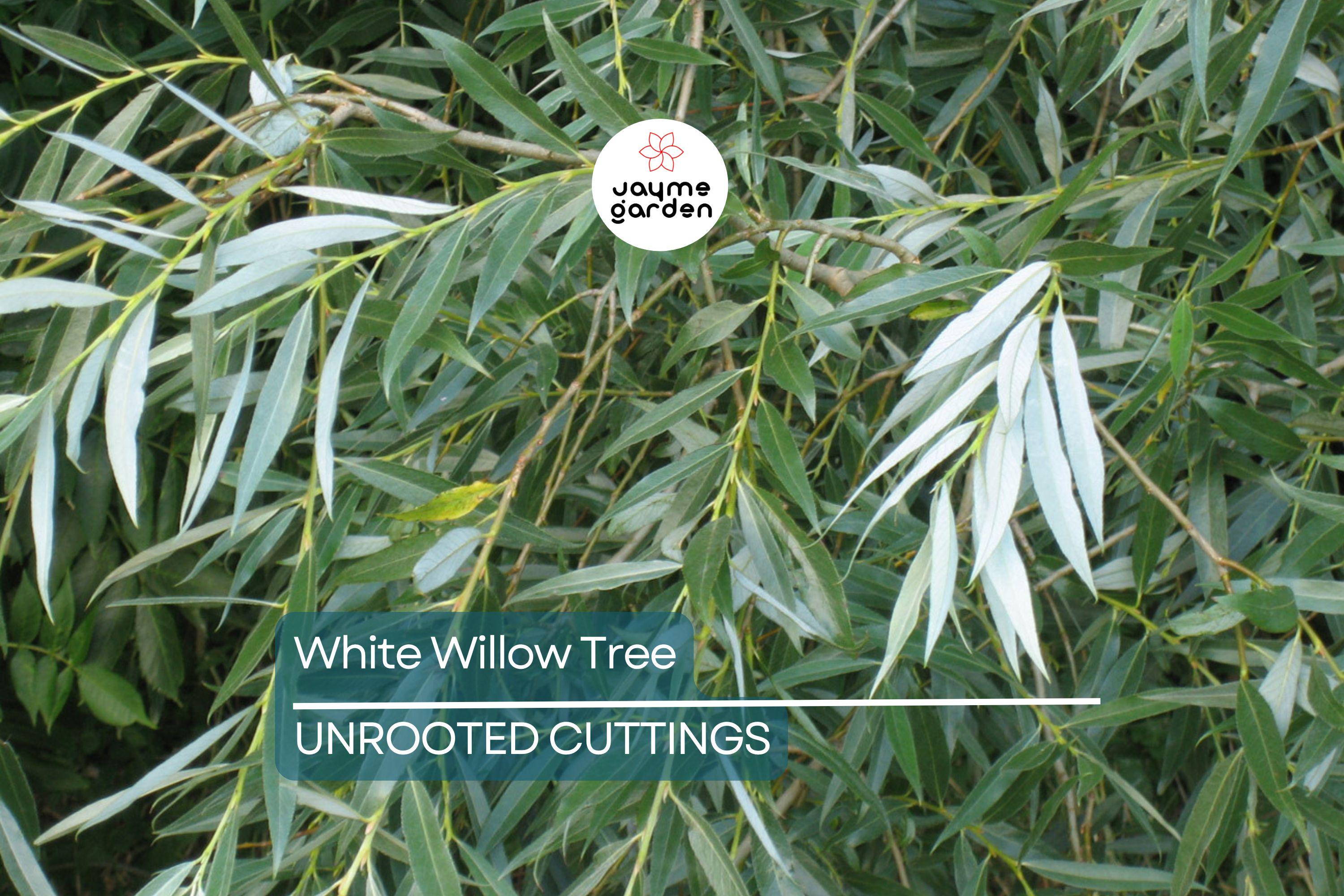 White Willow Tree Cutting | Silver Leaves Shimmer in Sunlight | Fast-Growing, Hardy Zones 3-10