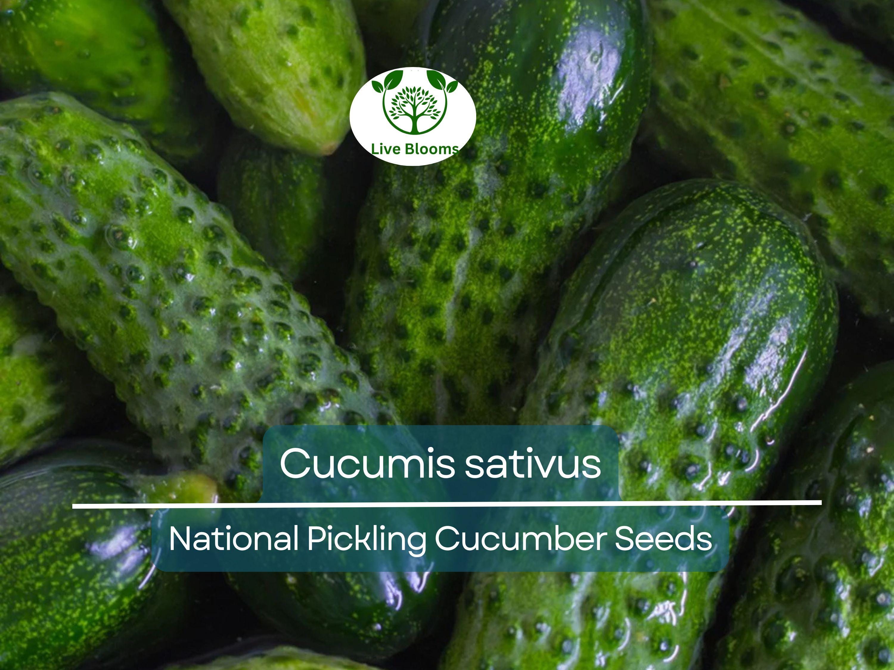 35 Seeds Cucumber National Pickling - Cucumis sativus | Heirloom Variety for Planting, Gardening & Ideal for Fresh Pickles