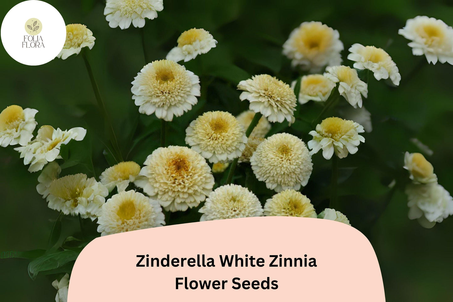 100+ Zinderella White Zinnia Seeds – Unique Double Bloom Non-GMO Annual Flowers for Garden Planting & Bouquets