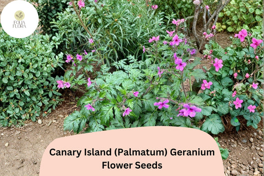 25+ Canary Island (Palmatum) Geranium Seeds | Exotic Pink Flowers | Hardy Perennial for Garden or Pots
