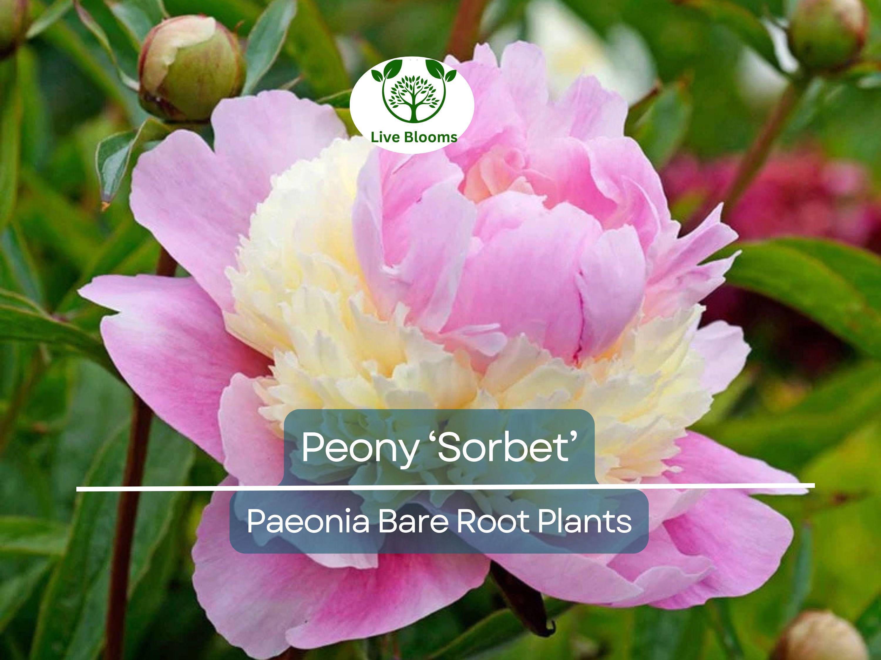 1 Peony ‘Sorbet’ – Bare Root Plant – Organic Grown Perennial with Big, Beautiful Double Blooms – Fragrant & Easy-Care