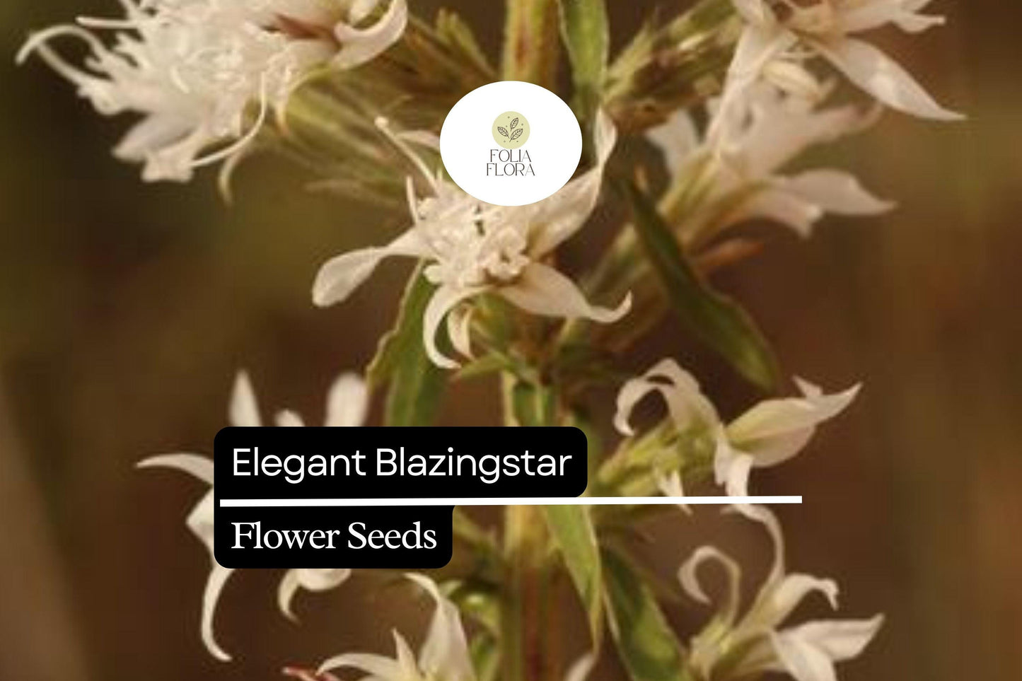 Elegant Blazingstar Seeds (Liatris elegans) | 25 Seeds | Vibrant Pink-Purple Spikes | Pollinator-Friendly | Native Wildflower for Gardens