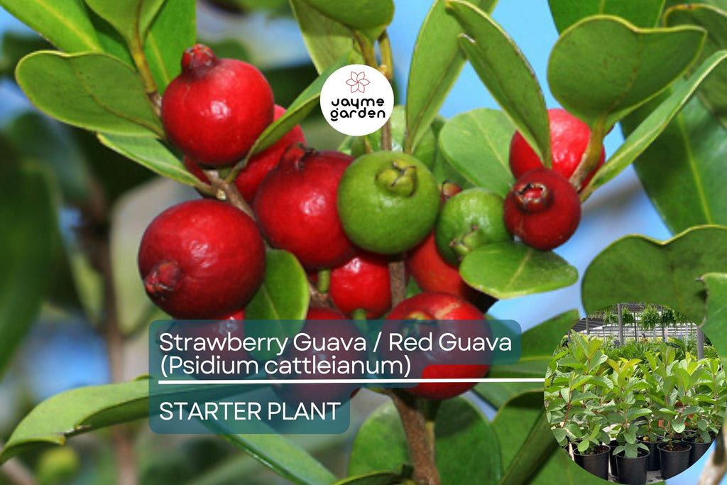 1 Red Guava Tropical Fruit Tree (Psidium guajava) 12”-24” - Sweet, Nutrient-Rich, Tropical Delight for Gardens