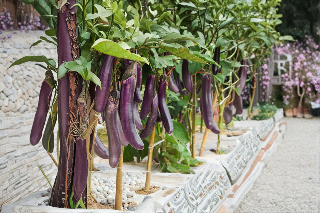 Eggplant – Long Purple 50 Seeds | Heirloom Eggplant | Slender Fruits | Early & Productive