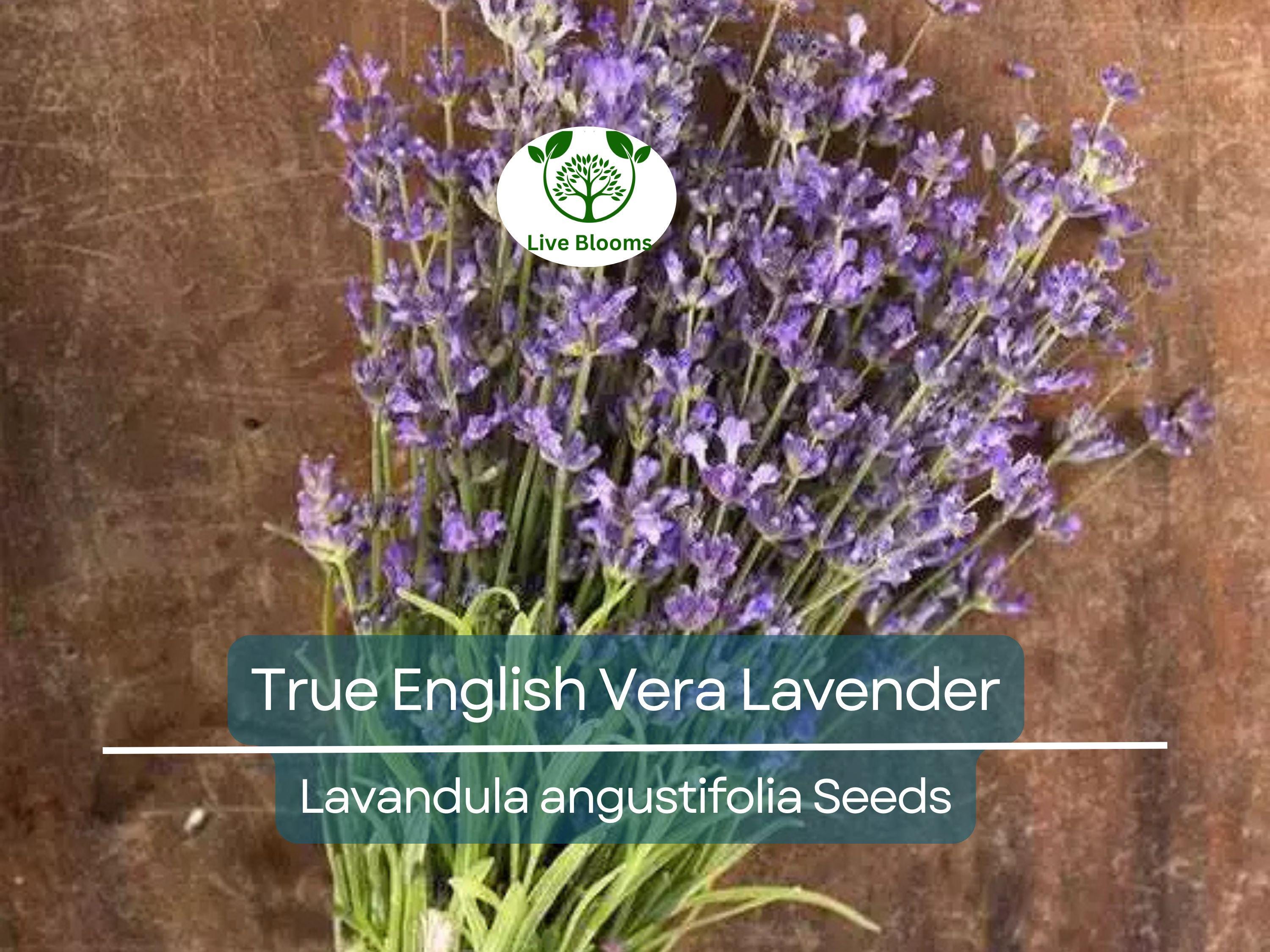 500 Seeds LAVENDER True English Vera (Lavandula angustifolia), Fragrant Perennial Flowers, Non-GMO, Perfect for Gardens, Aromatherapy