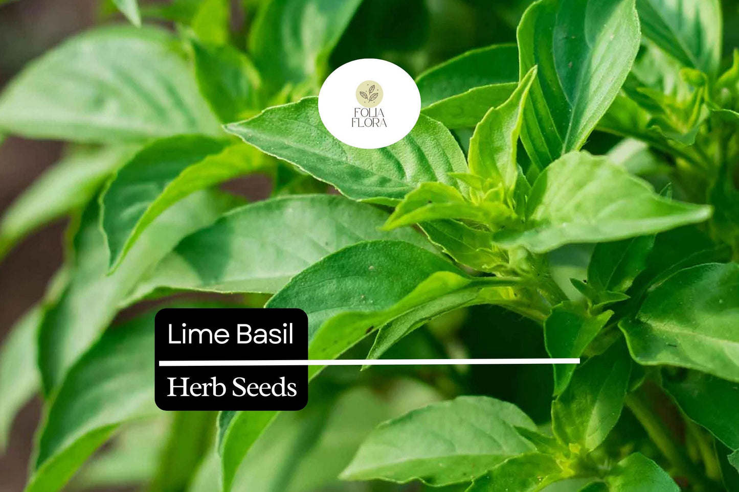 500 Seeds Lime Basil (Ocimum basilicum) – Citrus-Scented Herb for Culinary & Garden Use