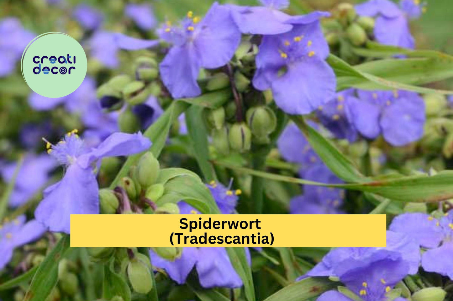 Spiderwort Bare Root Plants – 10 Perennial Roots – Tradescantia – Easy Care Blue-Purple Blooms for Shade or Sunny Gardens