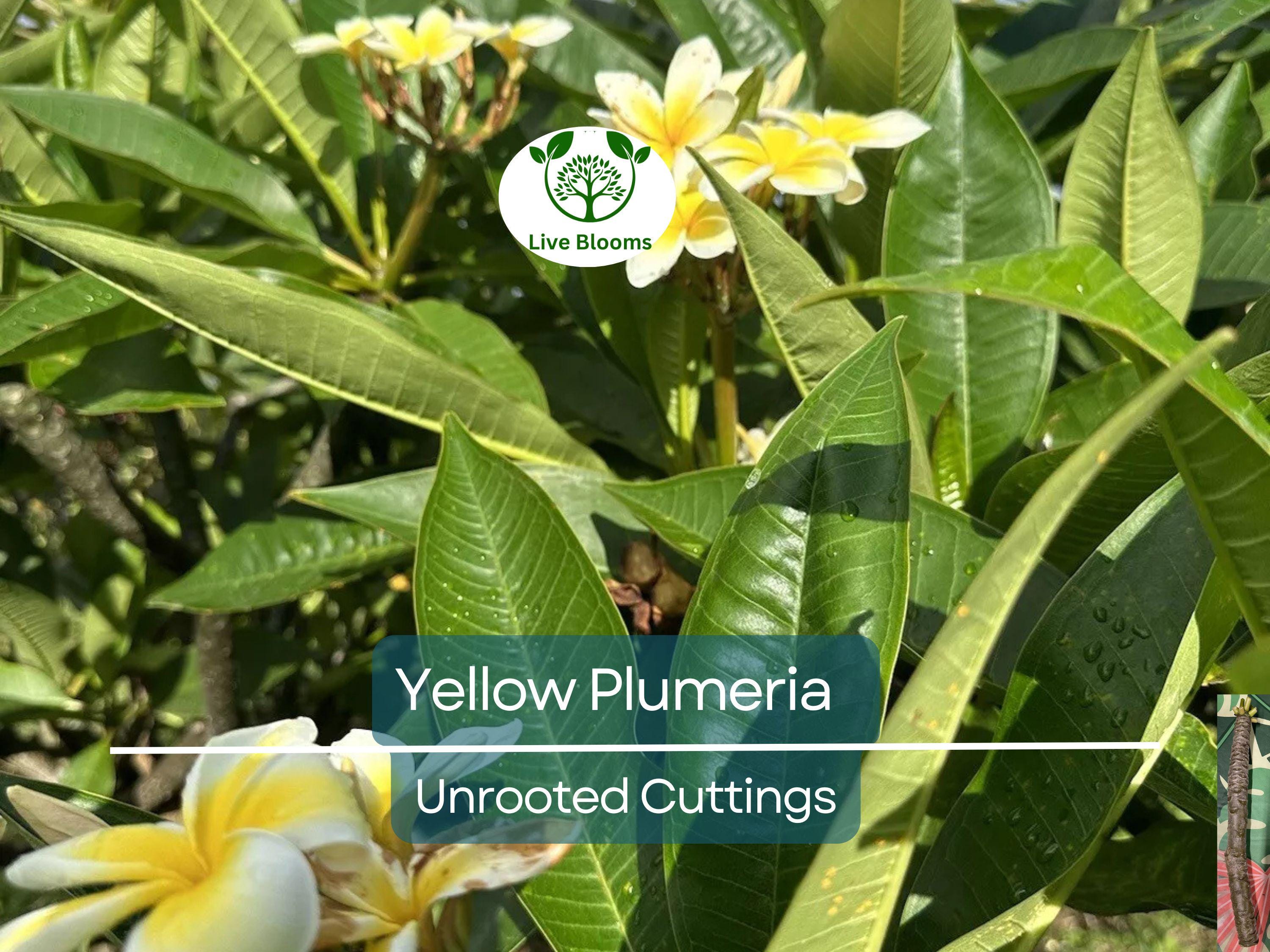1 Yellow Plumeria Fresh Starter Cutting 10" Unrooted | Plumeria Rubra, Tropical Flowering Plant, Fragrant Yellow Flowers, Easy to Grow