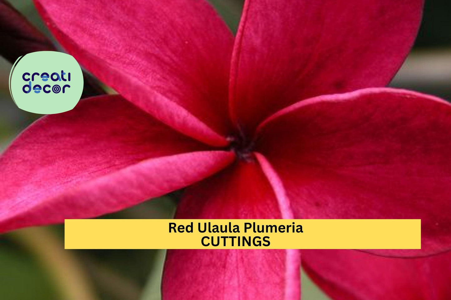 1 Hawaiian Red Ula‘ula Plumeria Cutting – 8" Frangipani Stem | Fragrant Tropical Flower for Planting in Pots or Warm Climate Gardens