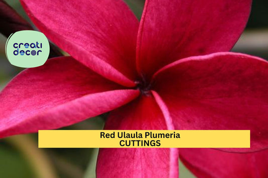 1 Hawaiian Red Ula‘ula Plumeria Cutting – 8" Frangipani Stem | Fragrant Tropical Flower for Planting in Pots or Warm Climate Gardens
