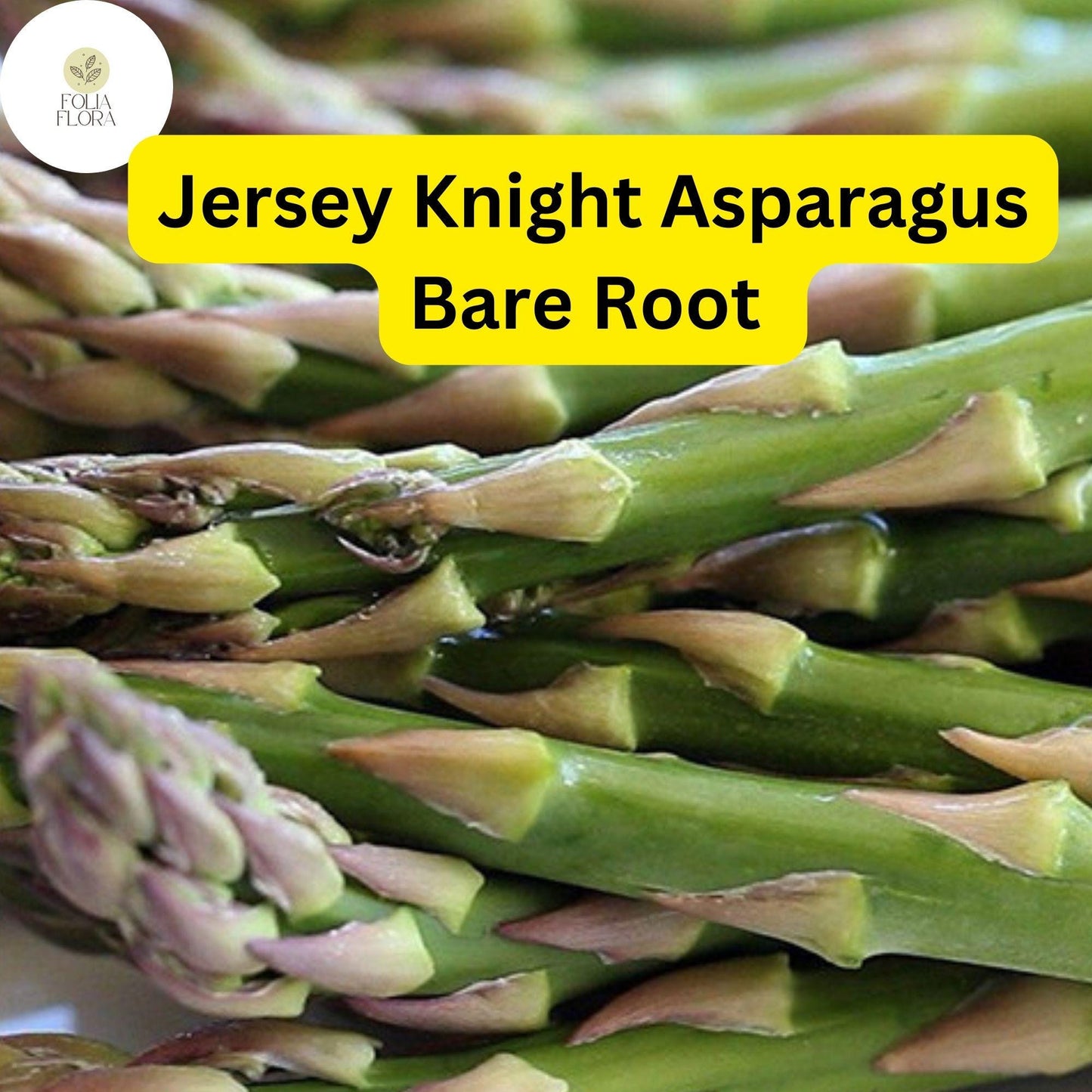 10 Green Jersey Knight Live Asparagus Bare Root - 2yr Crowns, High-Yield Perennial
