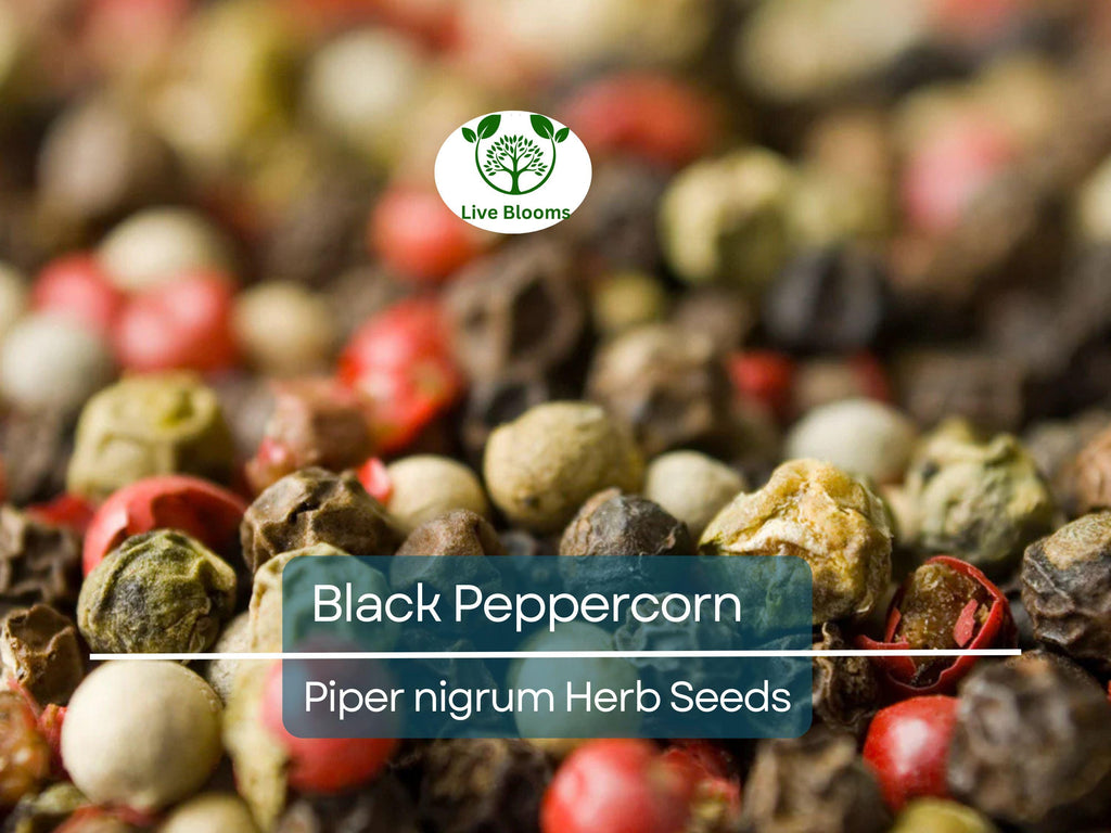 20 Black Peppercorn Seeds (Piper nigrum), Vine, Spice Plant, Fresh Peppercorns, Indoor Garden, Cooking Spice, Aromatic Herb, Garden Starter