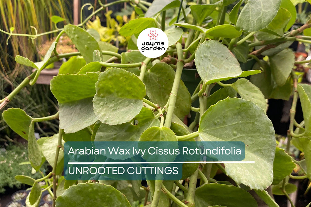 RARE Arabian Wax Ivy (Cissus Rotundifolia) Unrooted Cutting - Unique Live Houseplant Starter for Indoor Decor & Easy Care