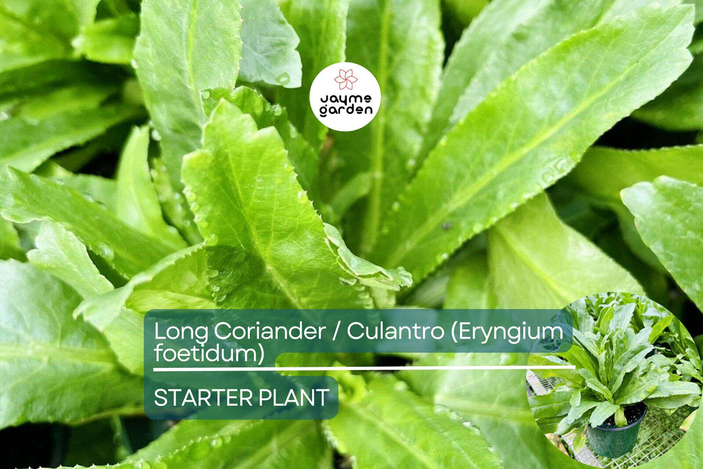 Long Coriander/Culantro Starter Plant – Vibrant Live Herb (Eryngium foetidum) | Tropical Culinary Delight | Mature 12-18 inches tall