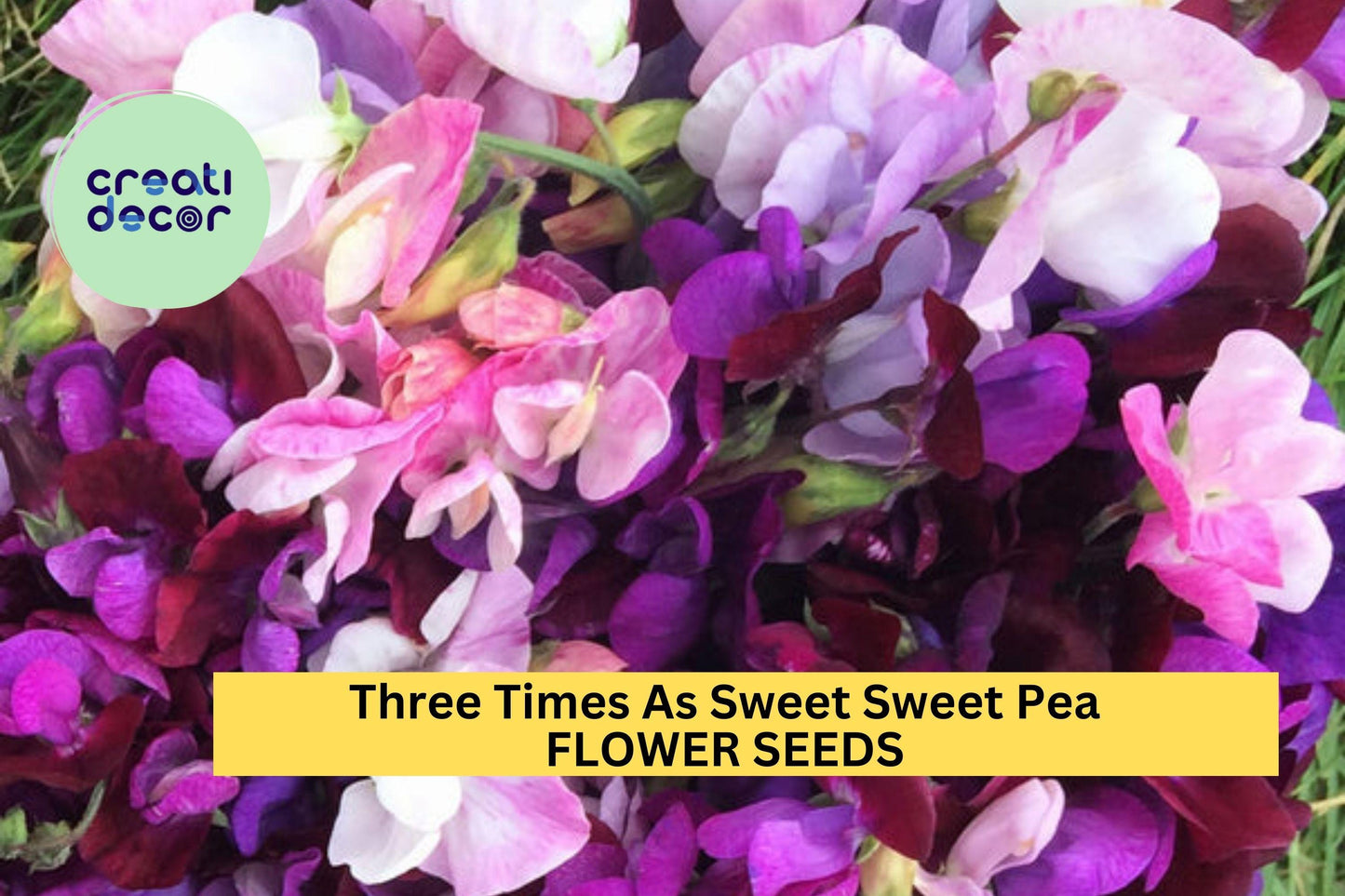 50+ Three Times As Sweet Sweet Pea Seeds – Triple Bloom Stems with Fragrance, Climbing Vines for Trellises & Bouquets – USA