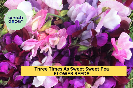 50+ Three Times As Sweet Sweet Pea Seeds – Triple Bloom Stems with Fragrance, Climbing Vines for Trellises & Bouquets – USA